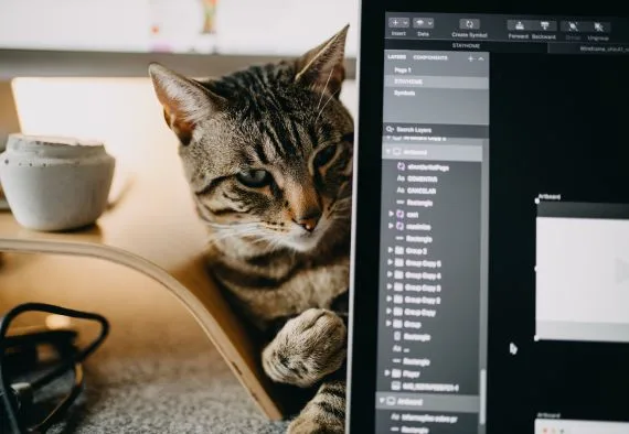 A cat sitting beside a laptop used for software design